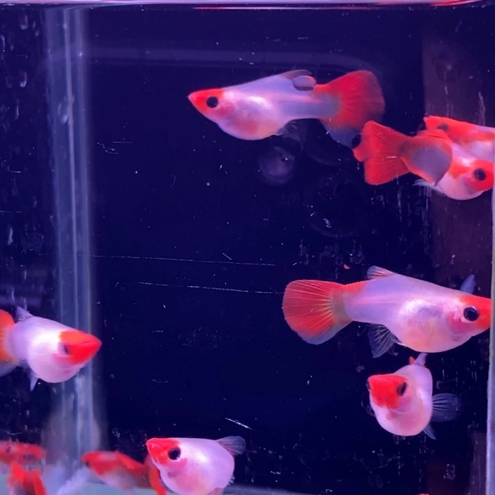 孔雀鱼红头玻璃猫5对