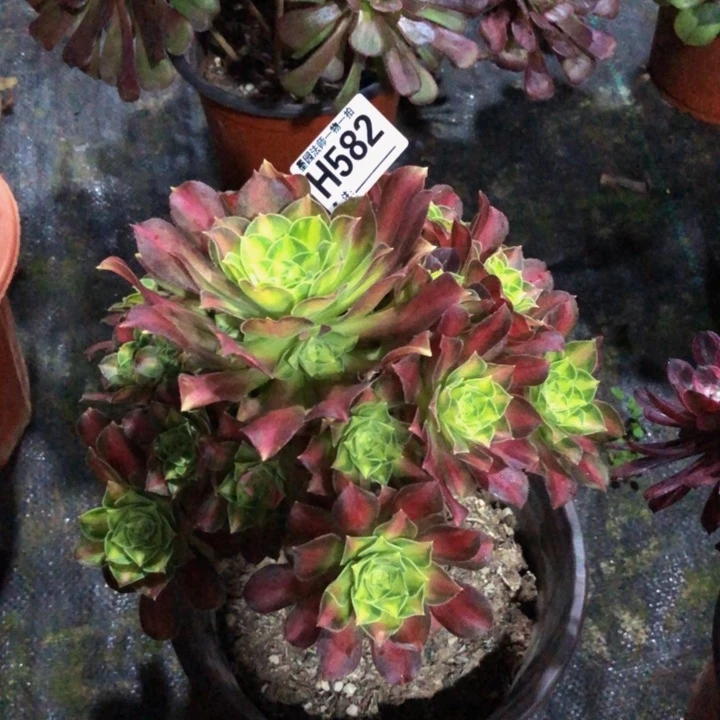 A****t韶华多肉5820000000000