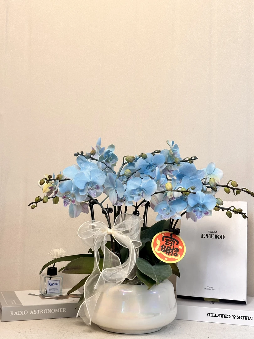 蝴蝶兰 【蓝宝石】 秋冬耐寒 四季开花 植物提取染色工艺多样性发货