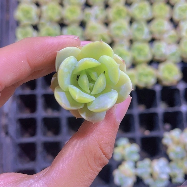 精品绿宝宝多肉植物