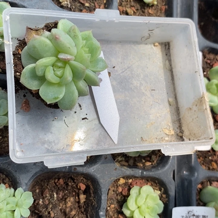 标签978遥遥小苗一个多肉