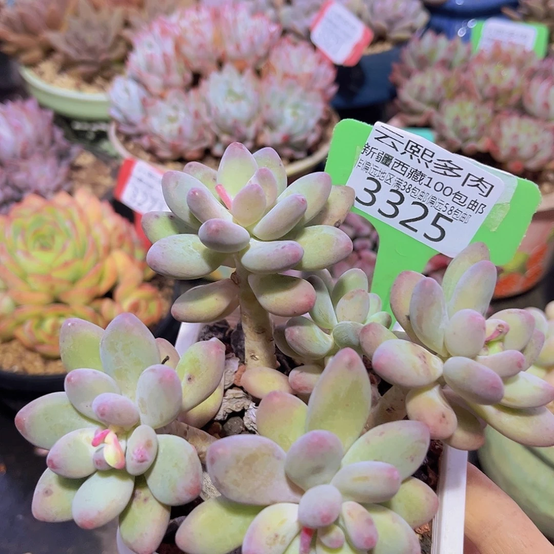 3325苹果奶多肉植物