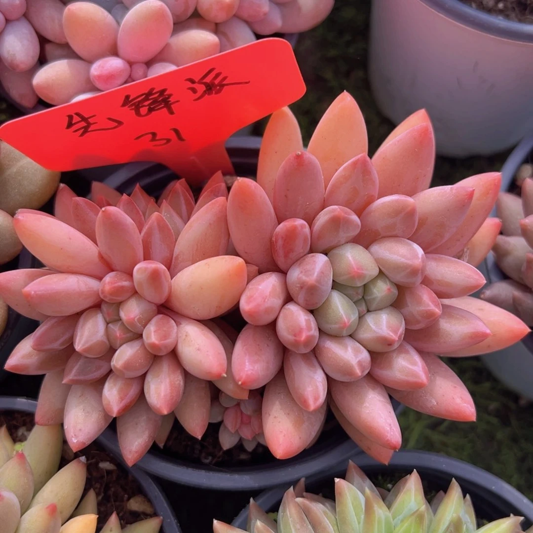 香玉的故事是一个人