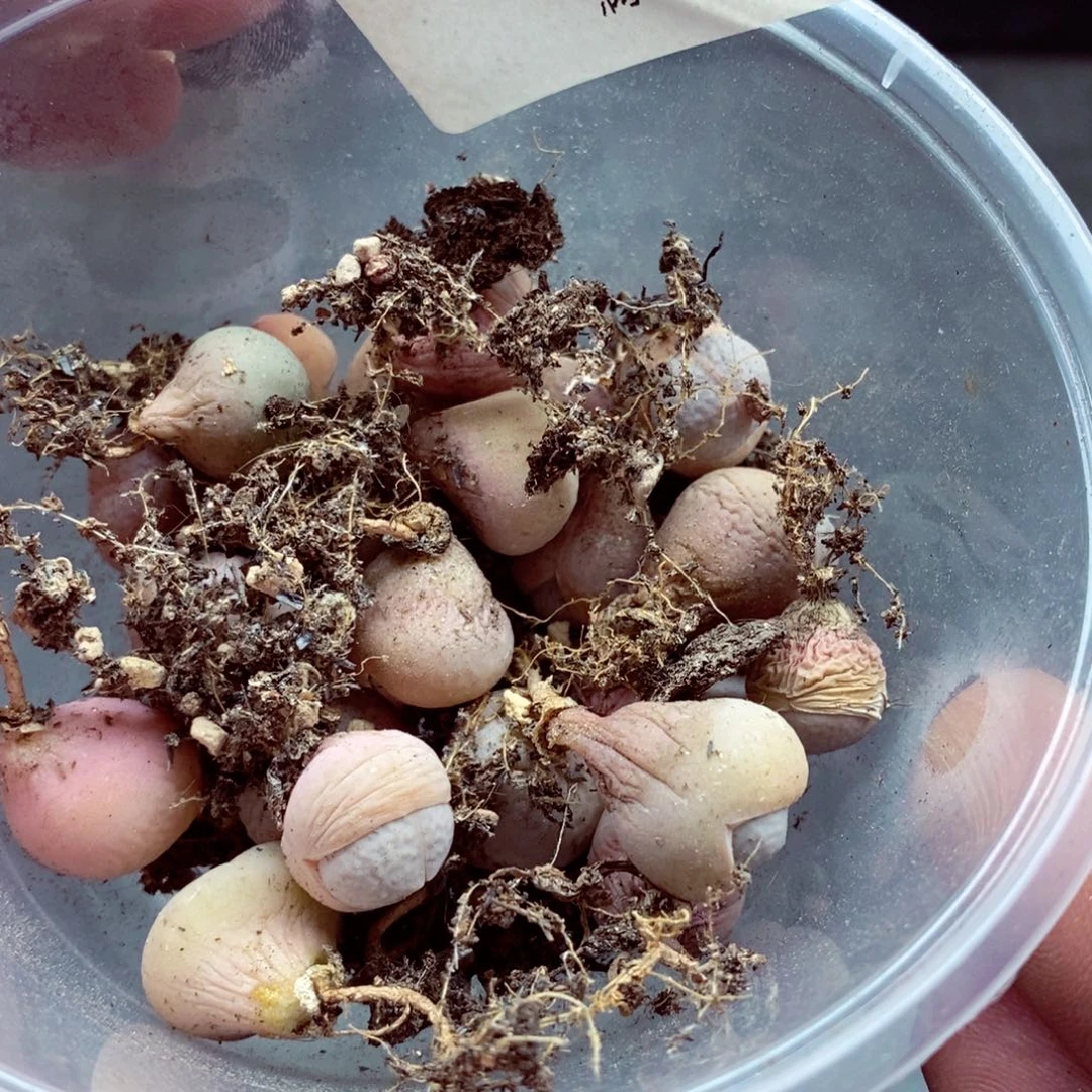 我是一只小小鸟地域鬼的104