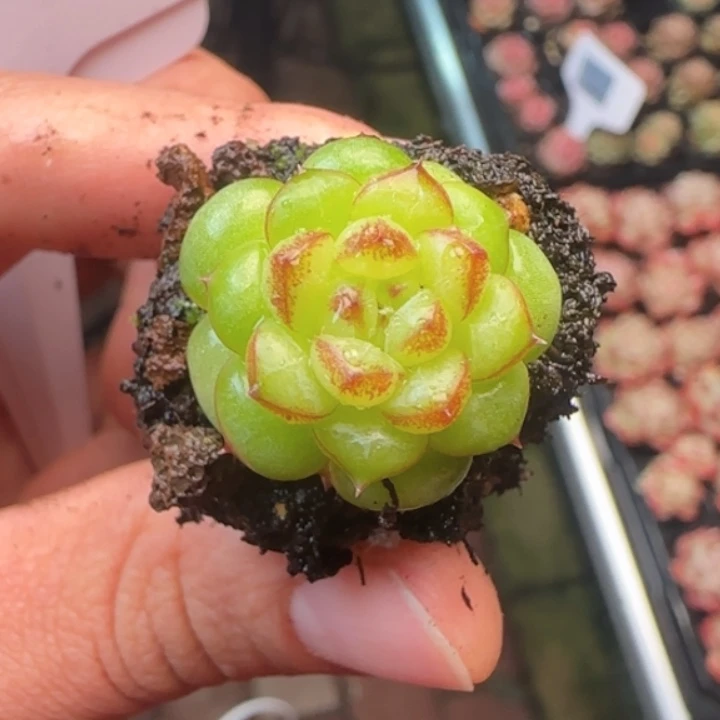 绿水鬼   加库存