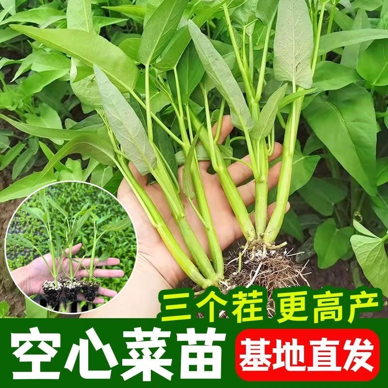 空心菜秧苗带根三叉空心菜苗大叶空心菜秧苗带土小叶空心菜带根苗