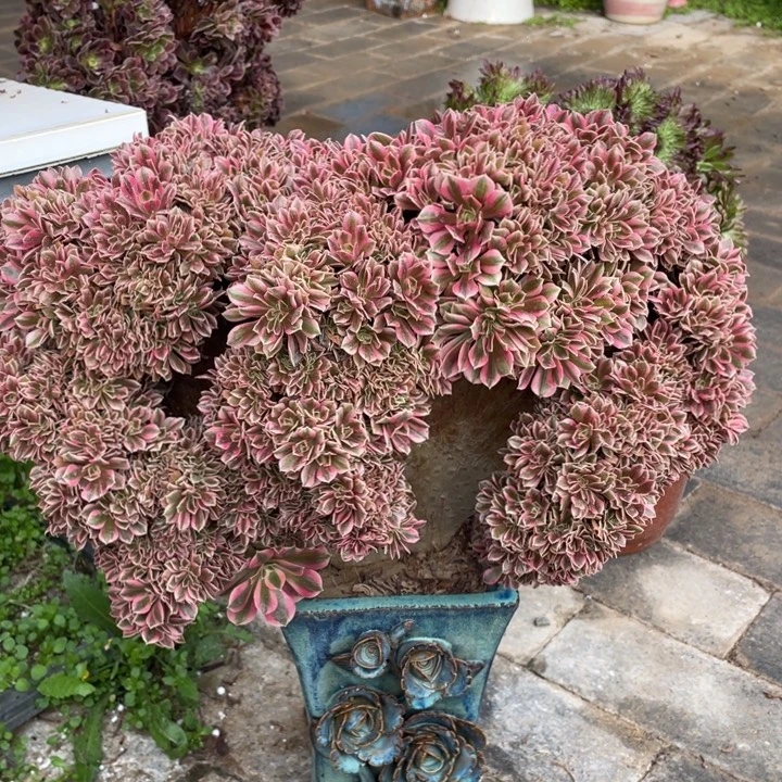 法师老桩缀化粉女巫