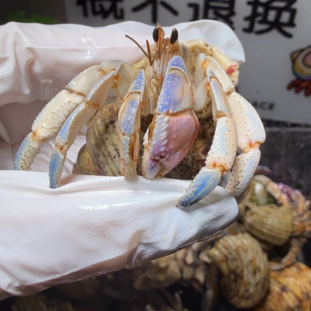 2.1口蓝白粉橘拼色