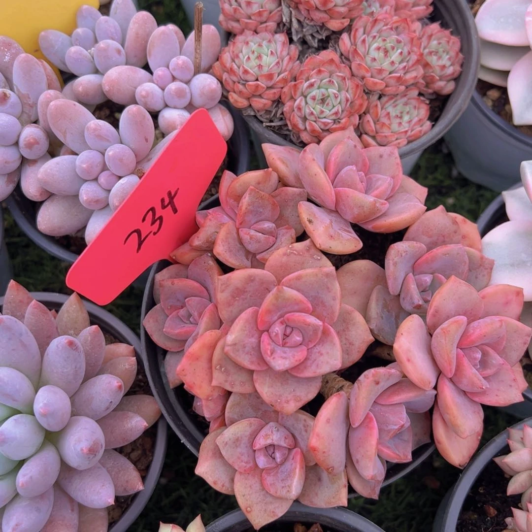 福利来啦打脸的一个