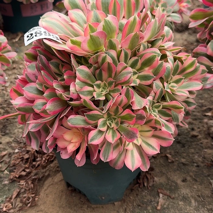 18-27法师粉女巫2893