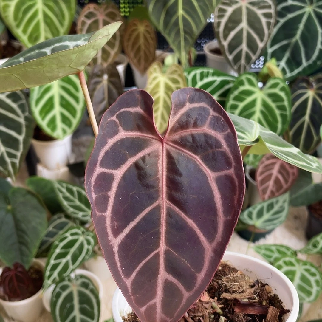 完全开放红水晶杂黑