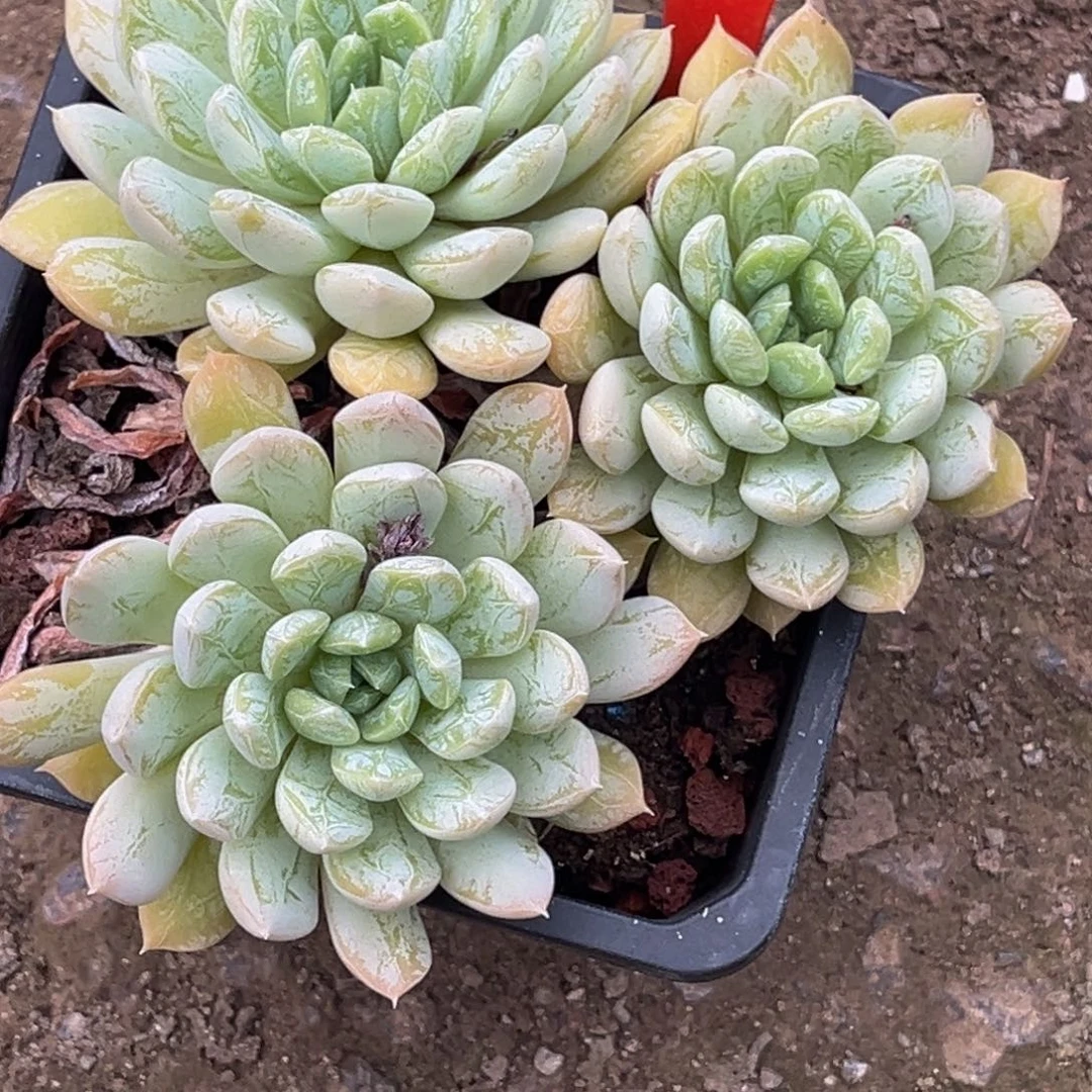 2629号上午多肉植物群生