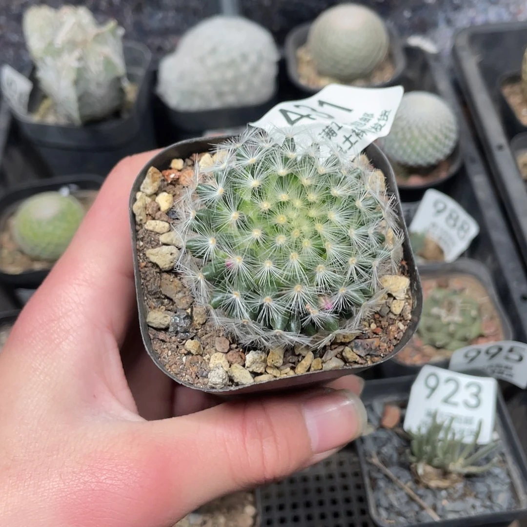 431刘氏乳突（满18包邮）脱土发货