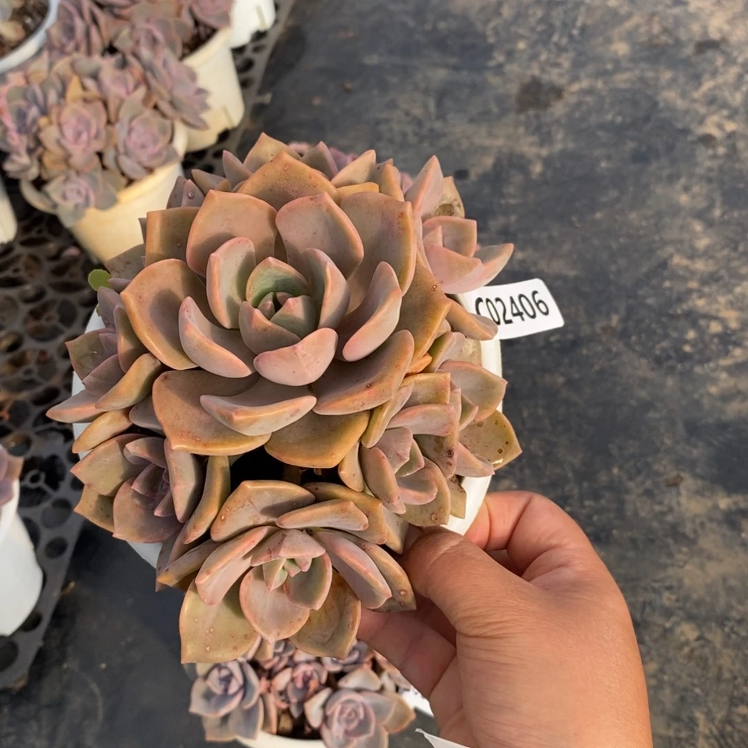 2406彩虹糖一物一拍