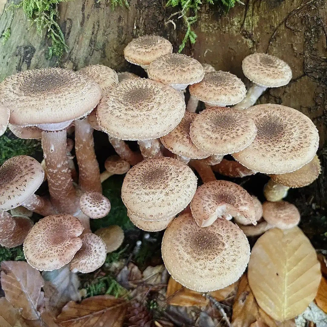东北特产长白山野生榛蘑干货美味食材