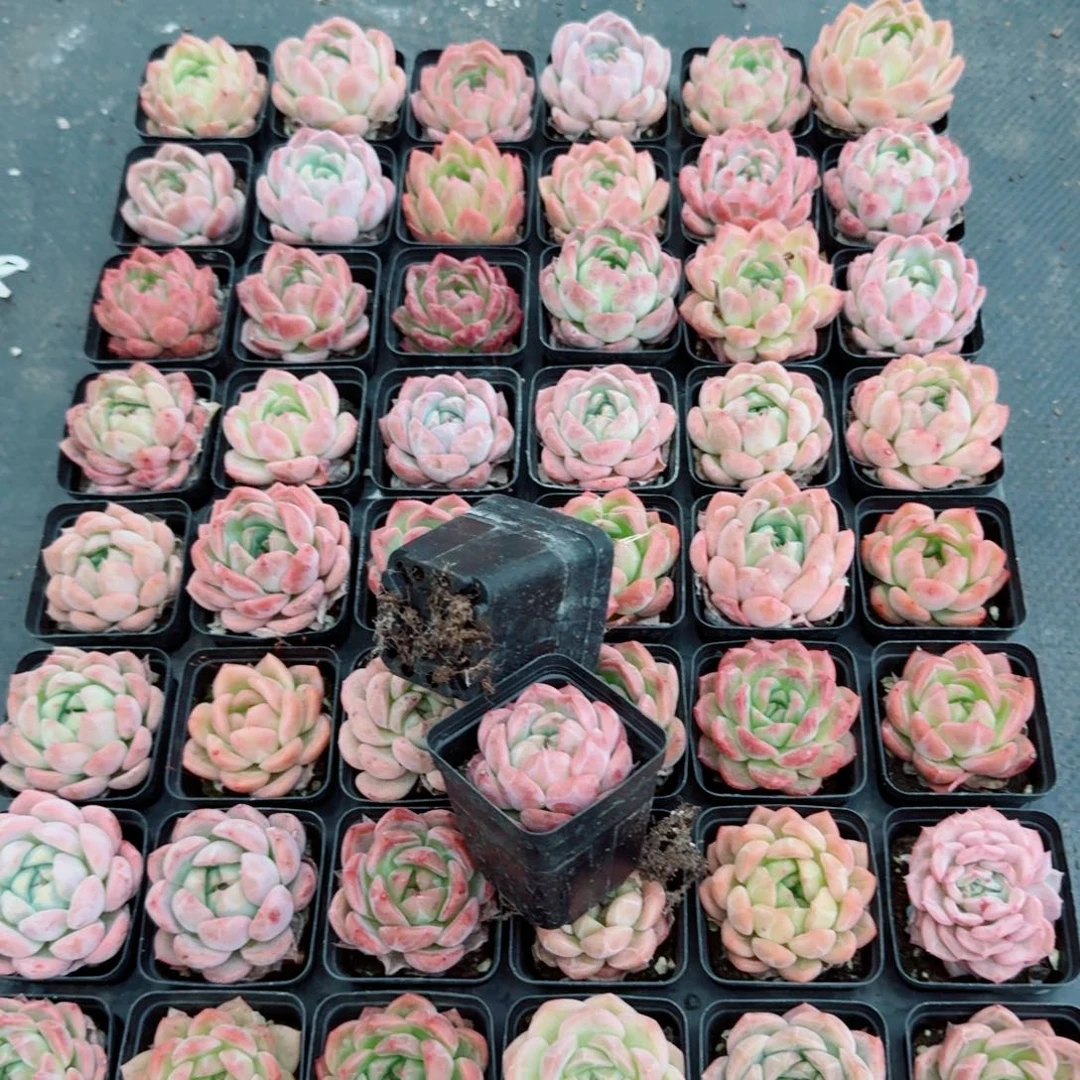 多肉杂交五颗量拍2-97