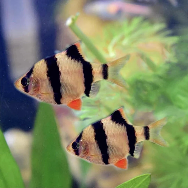 新手好养虎皮热带鱼观赏鱼小型群游鱼活体鱼群游鱼好养耐活观赏鱼