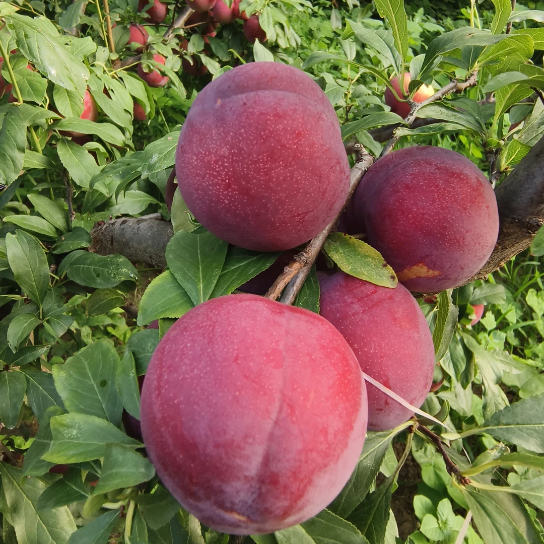 高山红宝石李子当季新鲜孕妇水果酸甜可口现摘现发