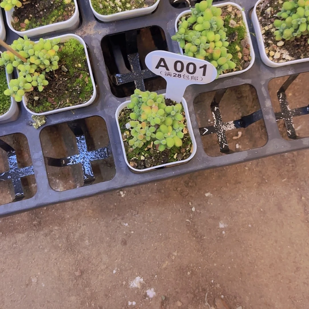 A001翡翠一物一拍