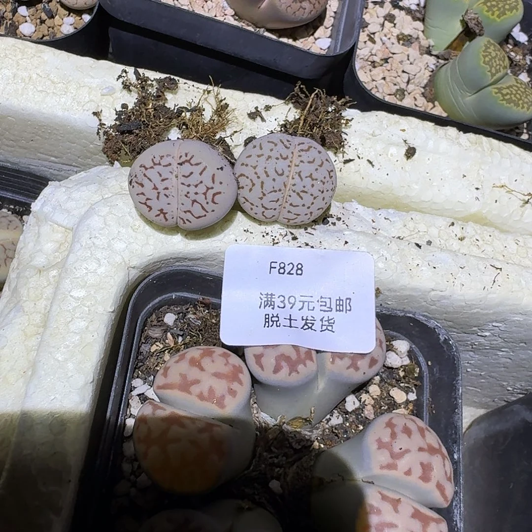 小***辉828多肉哈哈哈哈哈哈吧