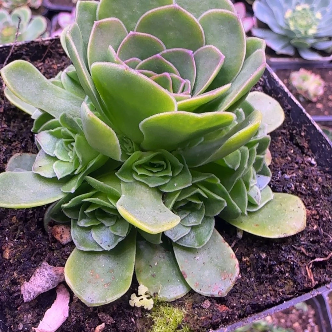 7厘米花未央玫瑰捧花12112424242