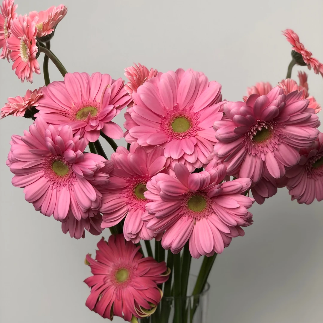 非洲菊盲盒（无土栽培，无滤镜实拍，高品）