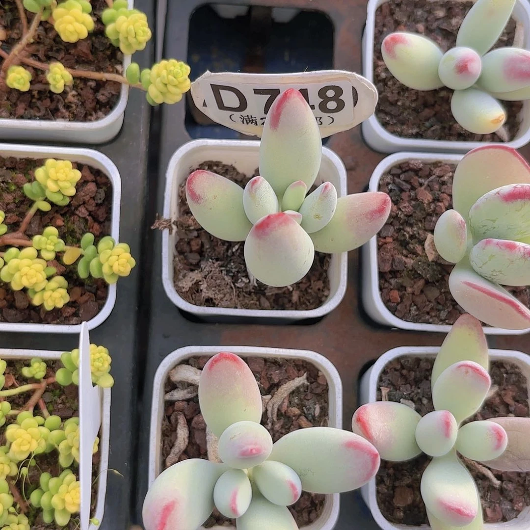 A748白娘子yi eu yi pai