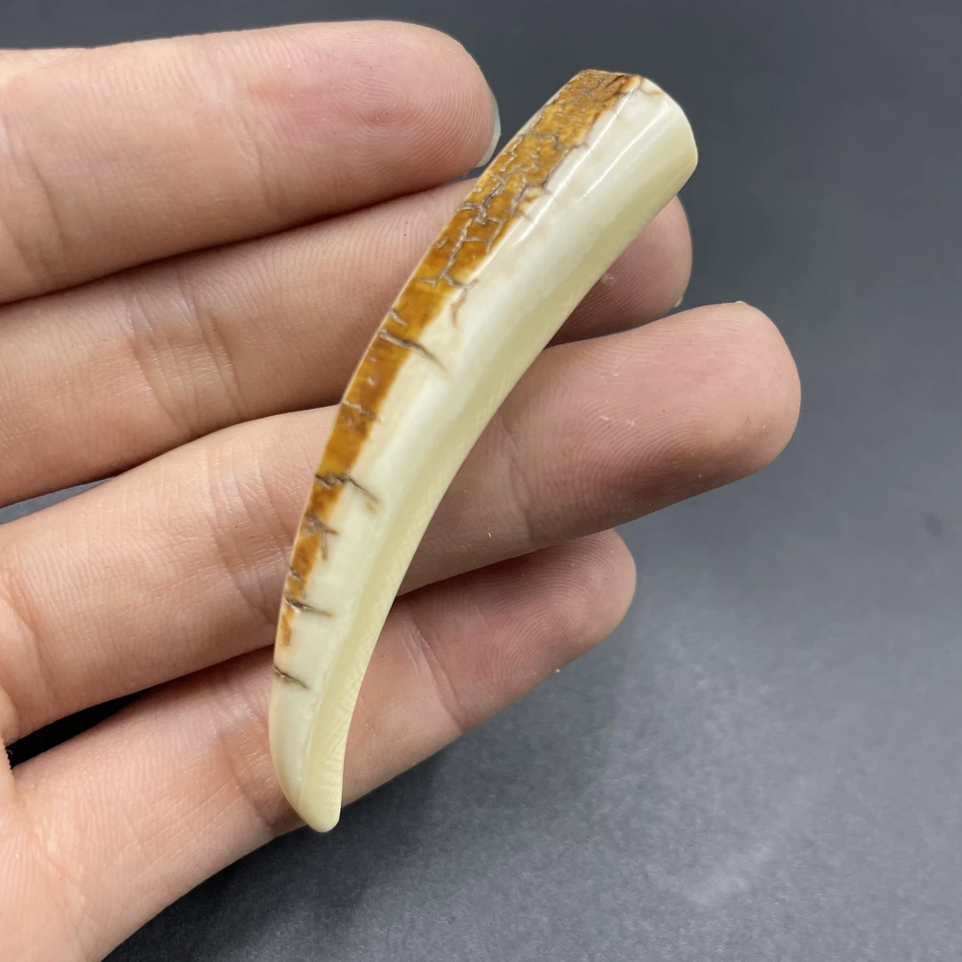 【假一赔四】69*13mm原皮牙尖天然保真正品冰料猛犸牙饰品货号6248