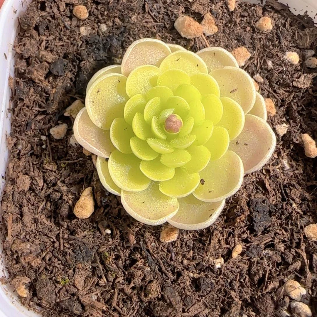 多肉0102-128捕虫堇