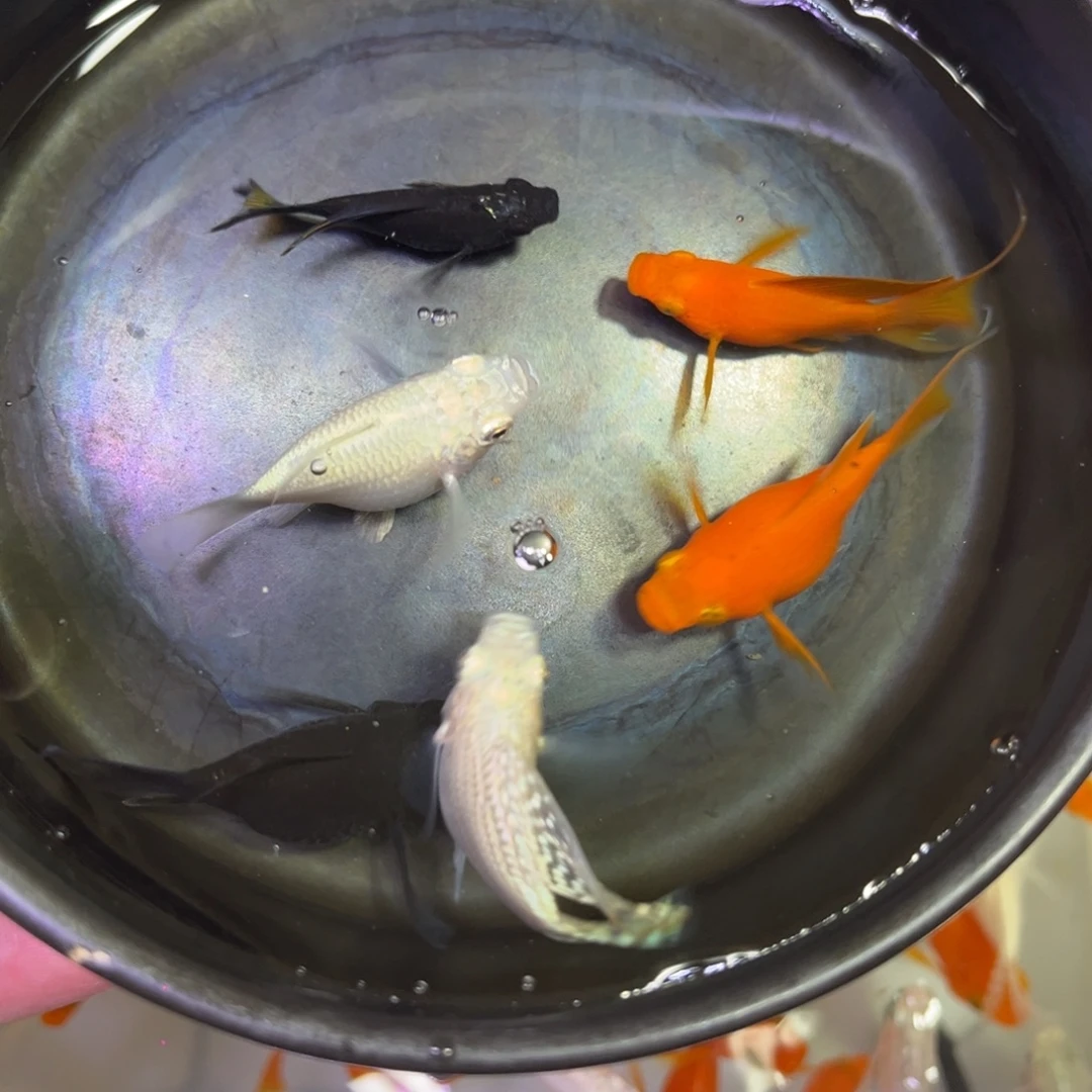 海水鱼3对5送一备损玛丽球