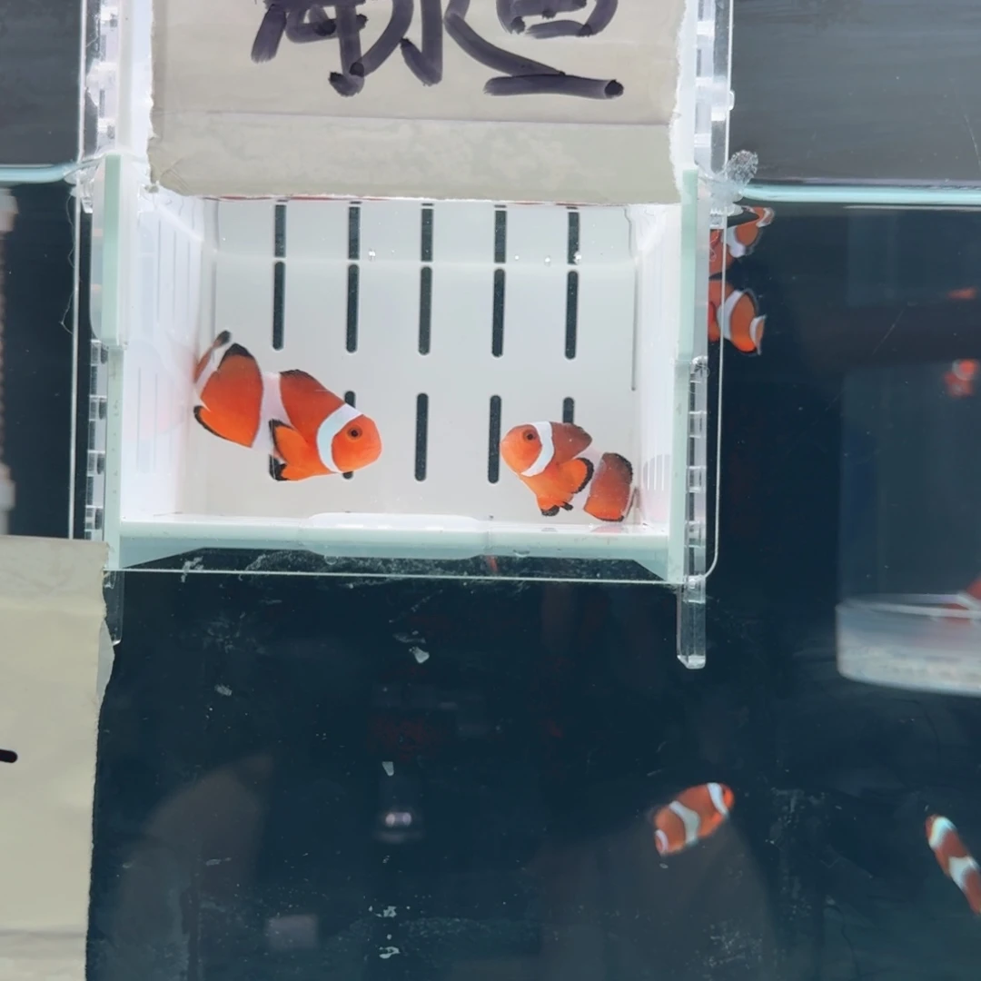 海水鱼4+配5+精品黑边公子一对黑边