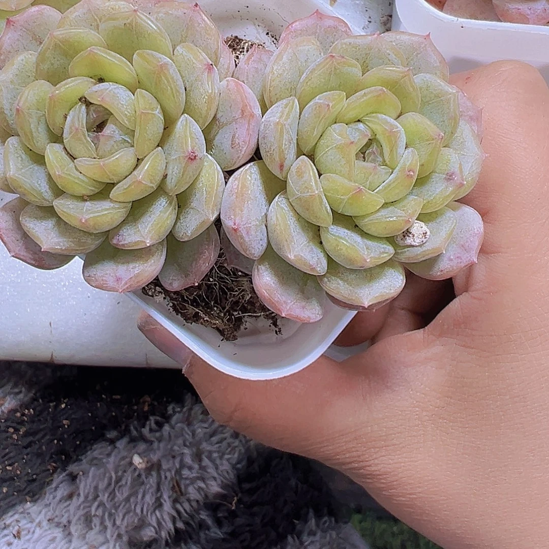 双头老桩大白恋19包邮