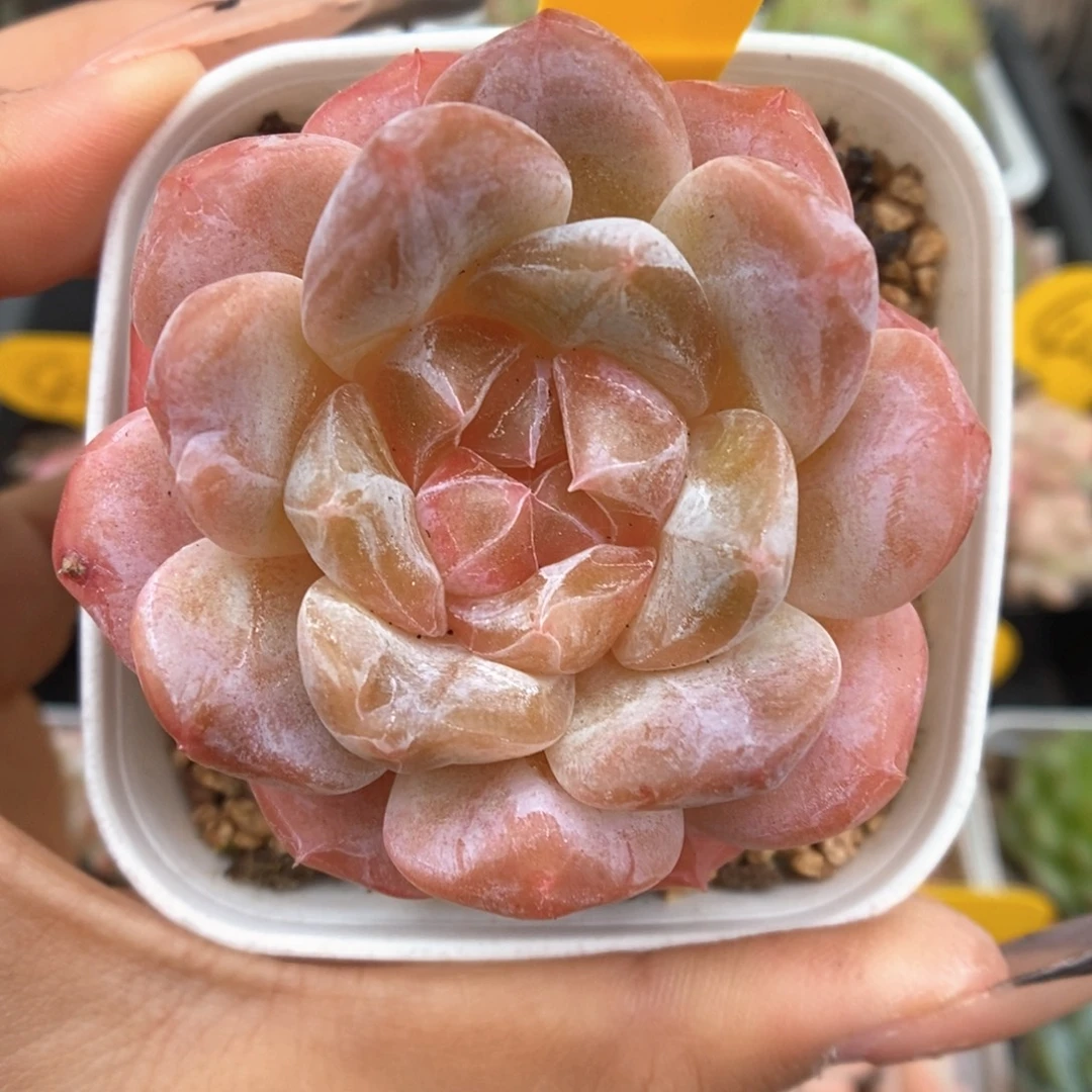 糖心粉魄可拍531号