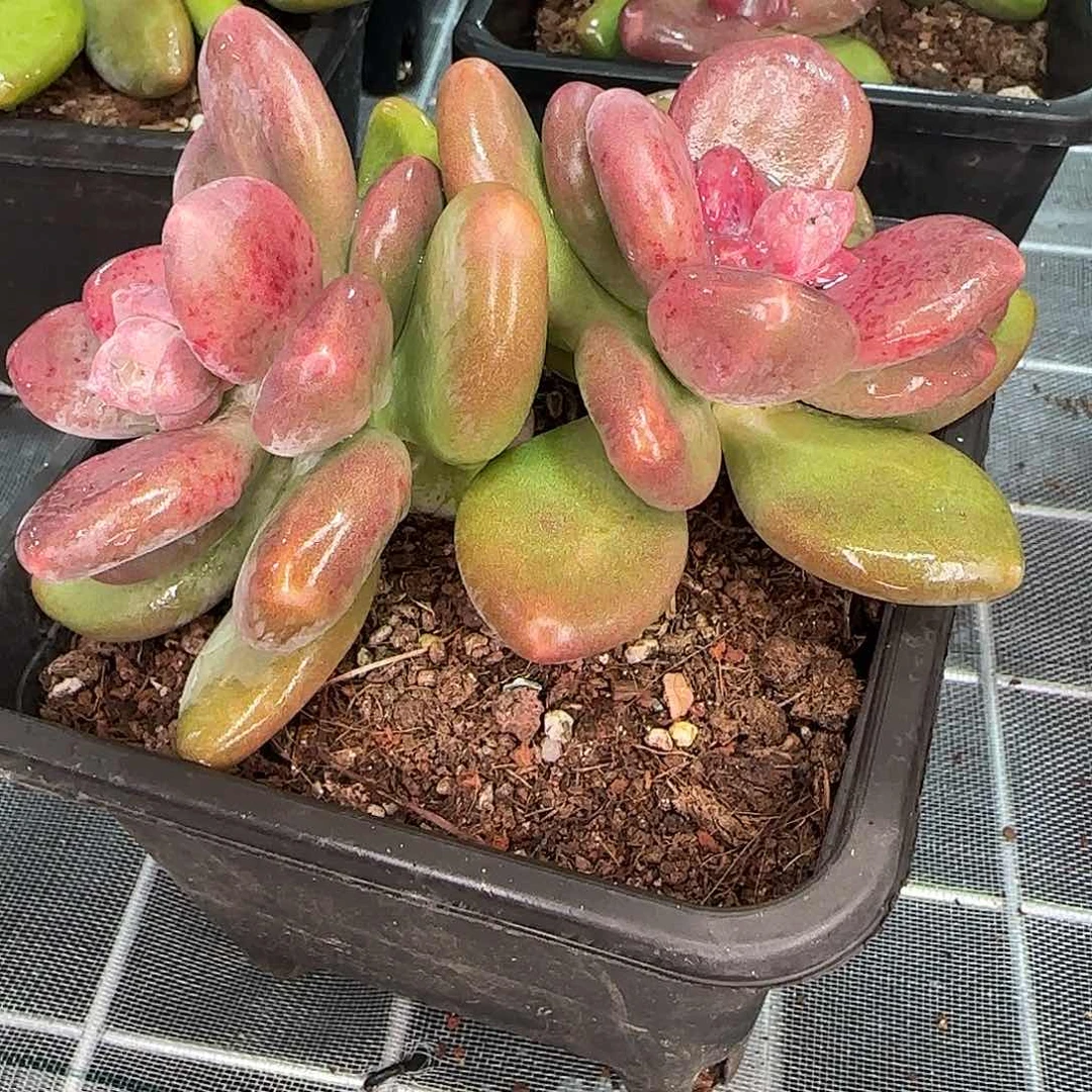 从前慢花园精选芒果奶