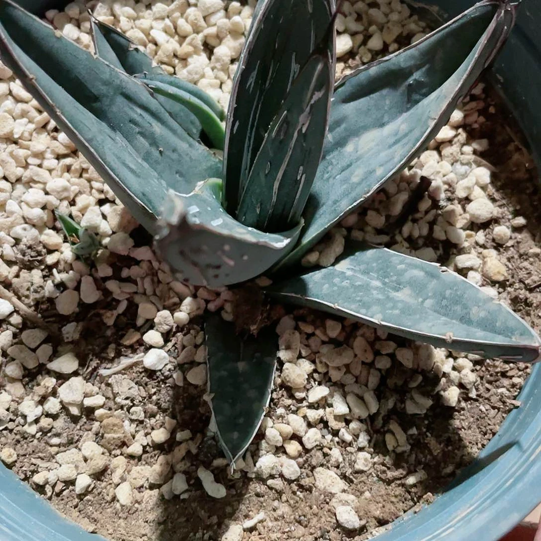 水****6流星2号小苗龙舌兰