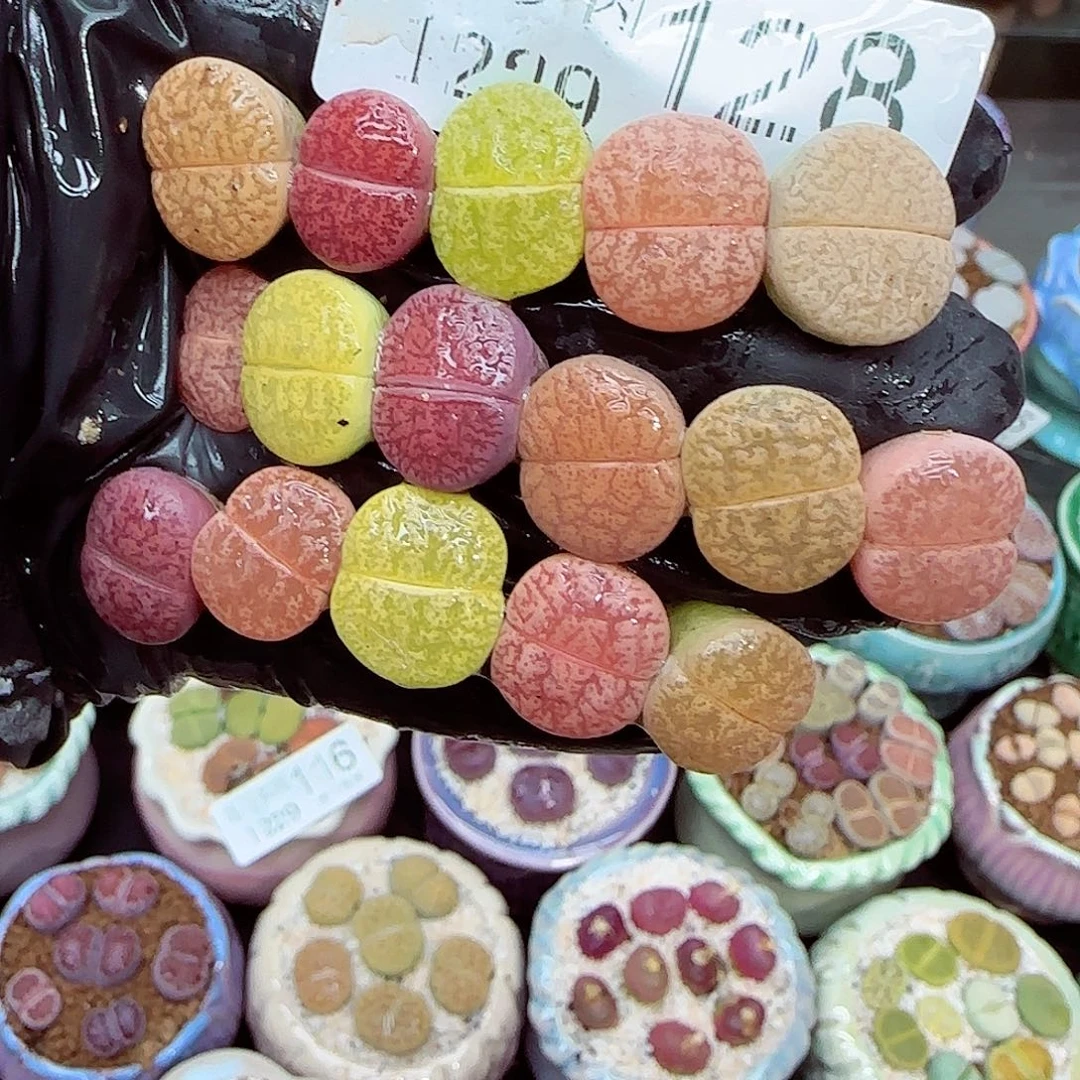 生石花满18包邮1229-128