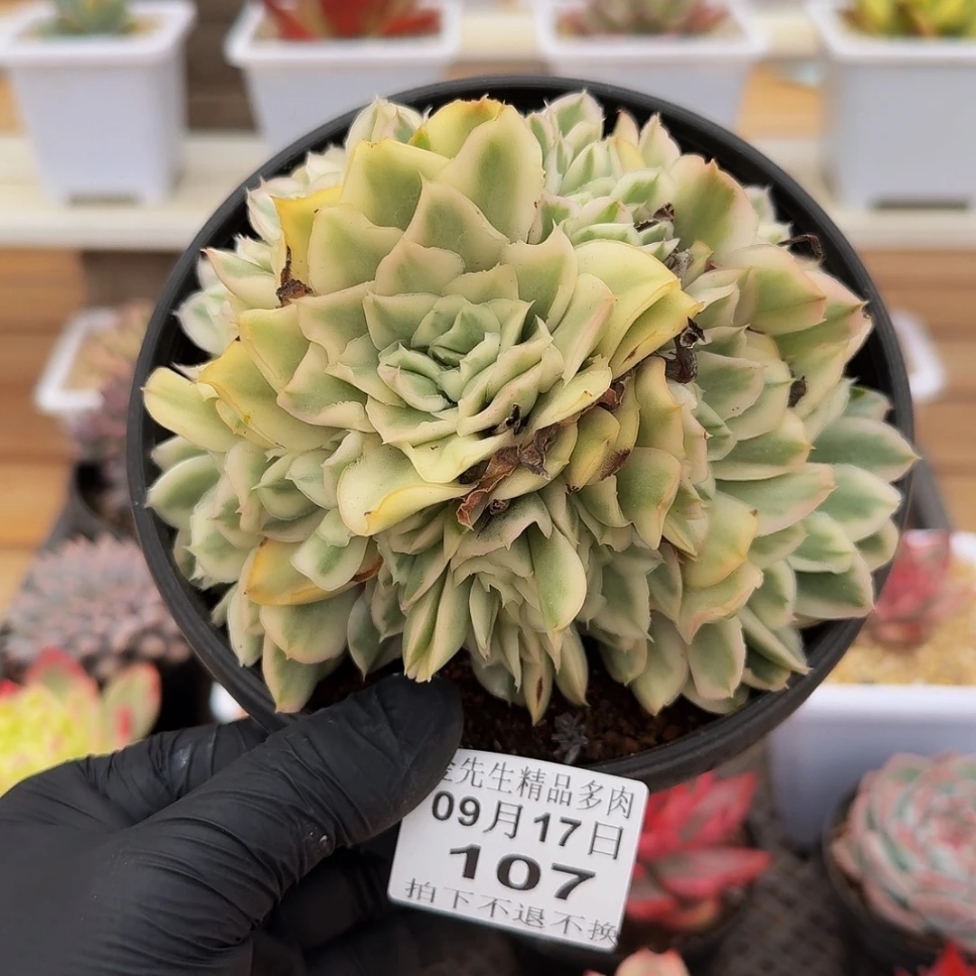 0917-107紫蝴蝶锦群