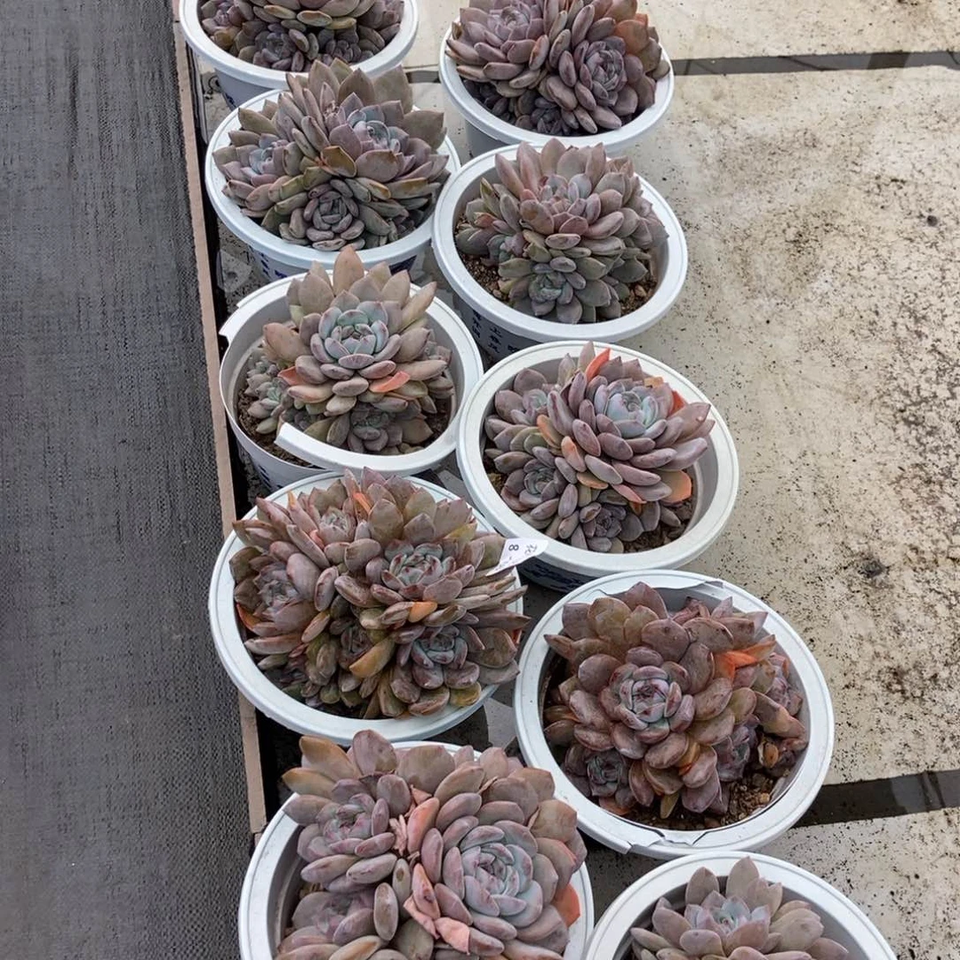 8-93紫皮石榴籽随机有砍多头老桩桩子有老皮