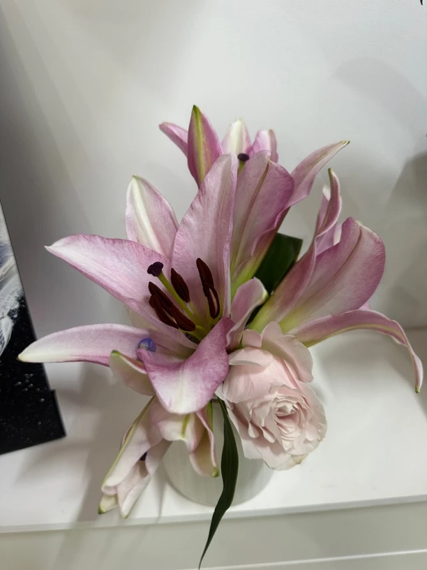 粉百合  一支小花