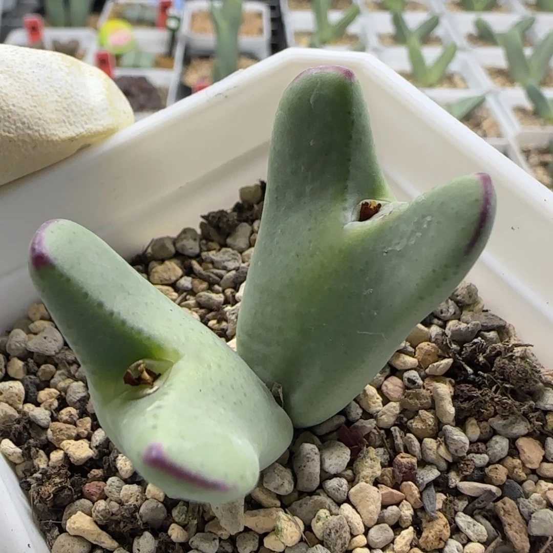 11-27-7-6当天满38包邮母本粗边少将脱土