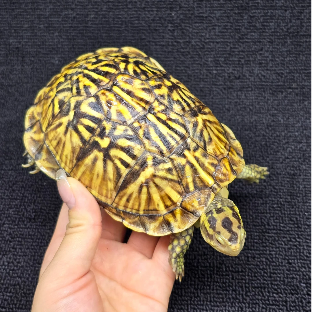 【顺丰包邮】一龟一卡人工合法养殖粗纹佛东270g亚成母