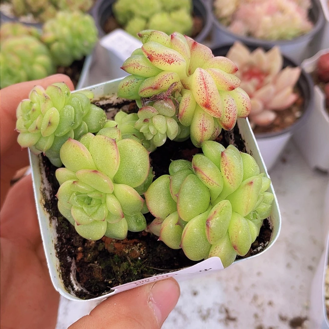 00000000000005量拍