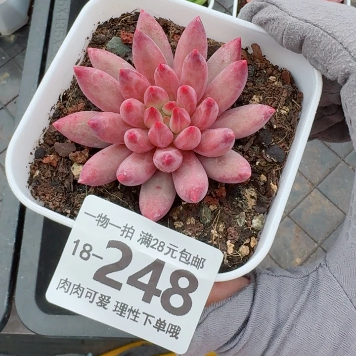 金鱼姬无盆土发货多肉多肉