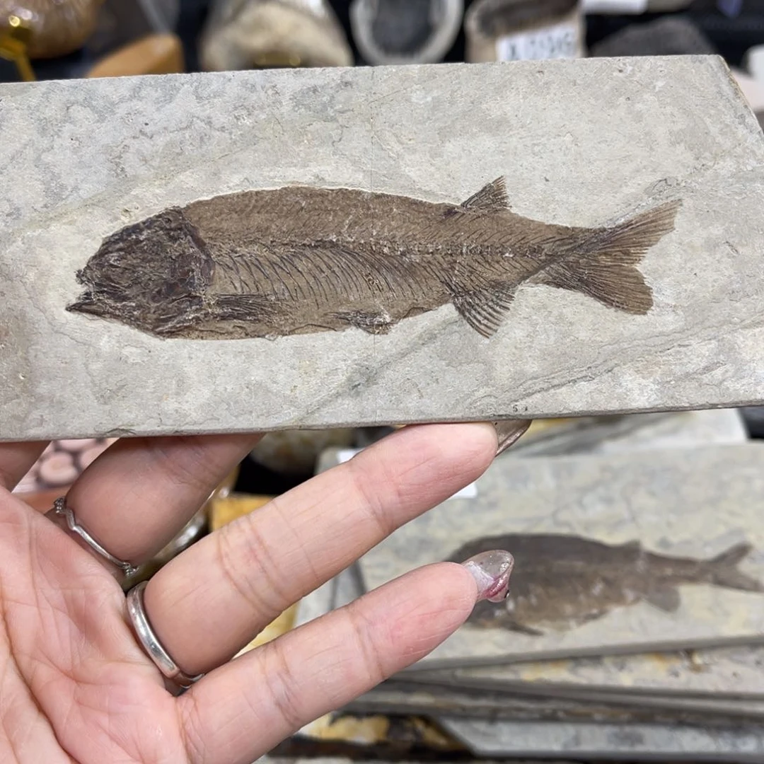 辽西古生物研究所等