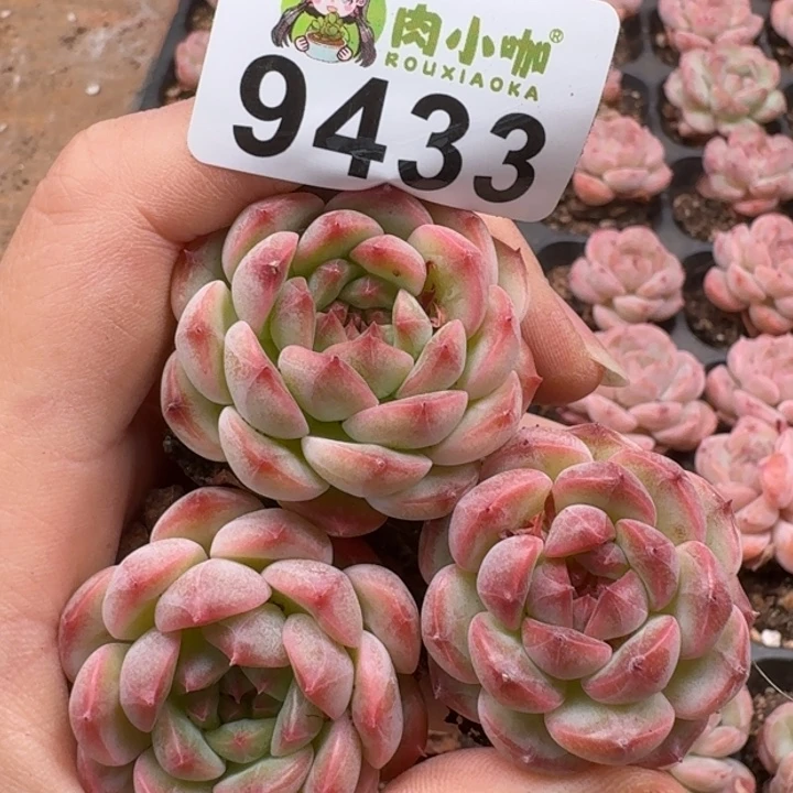 当前无花朵，栽培后可花朵多肉植物多肉植物