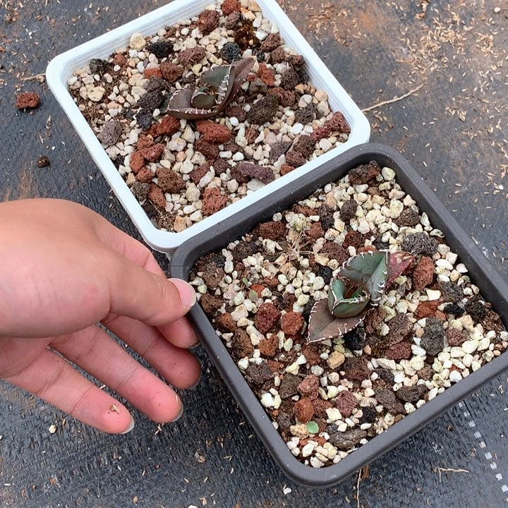 龙舌兰仁王冠籽播实生wang12