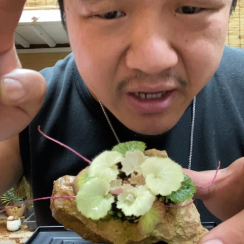 红陶一物一拍所见即所得264