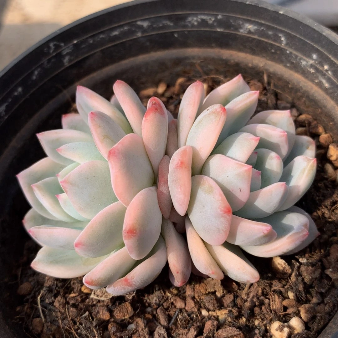 梦露锦锦上园艺一物一拍