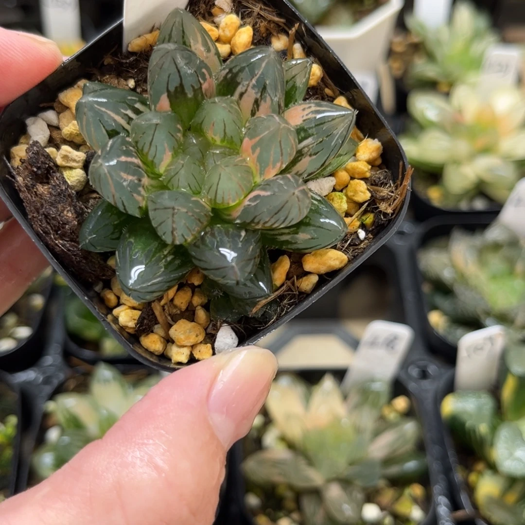 405龙爪玉露锦一物一拍