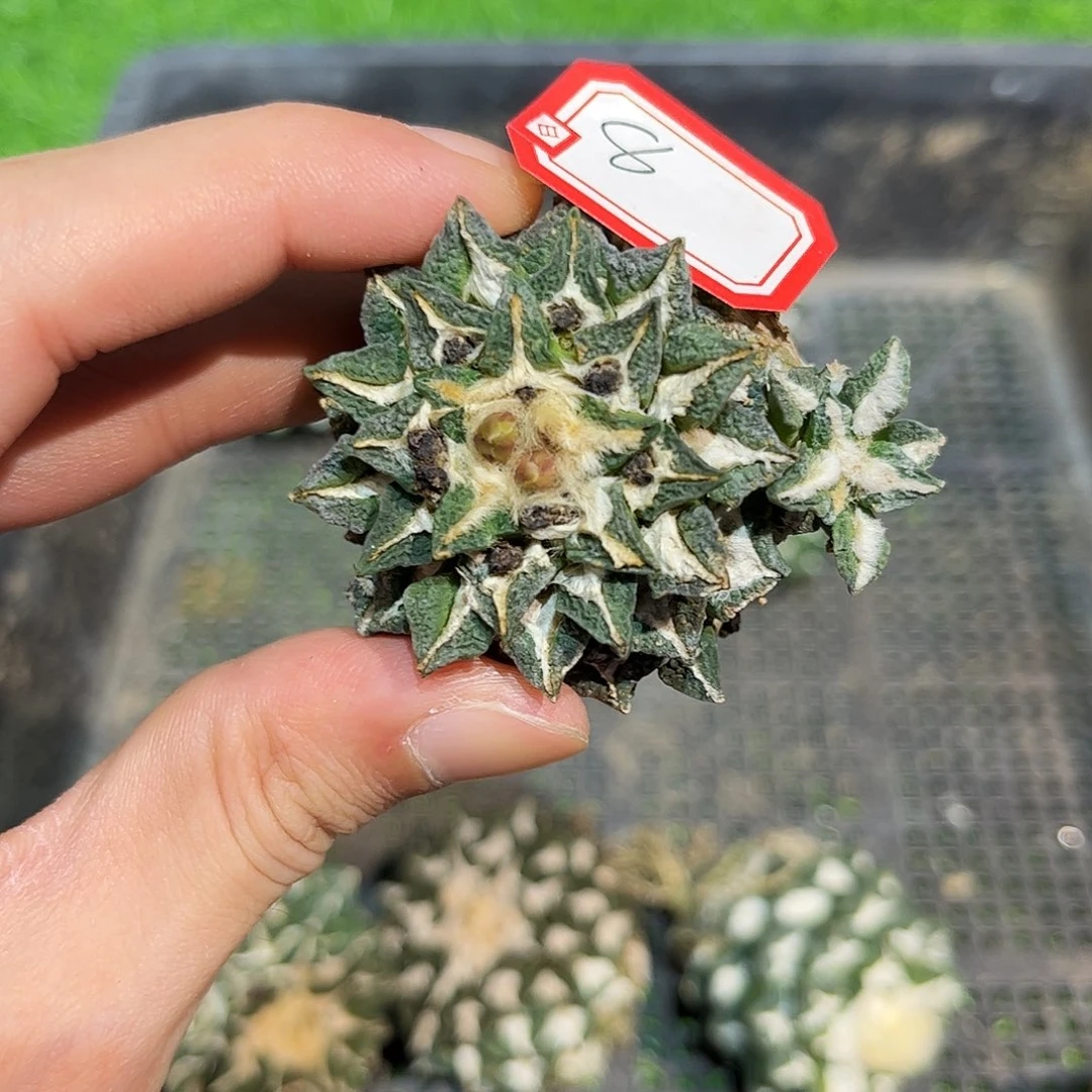 8号自根福利黑牡丹